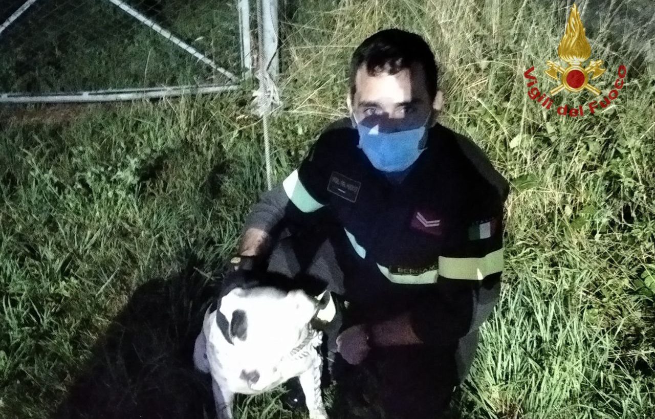 Due cani scappano di casa e finiscono nella roggia a Calcinate: salvati dai vigili del fuoco