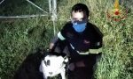 Due cani scappano di casa e finiscono nella roggia a Calcinate: salvati dai vigili del fuoco