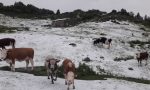 Forte grandinata in Val Brembana, al Cancervo: stop al pascolo dei bovini