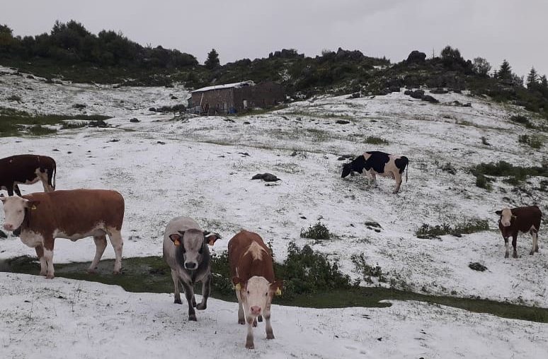 Forte grandinata in Val Brembana, al Cancervo: stop al pascolo dei bovini