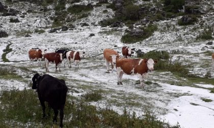 Dall'Alta Val Brembana alla Bassa: pioggia, grandine e vento distruggono alpeggi e campi