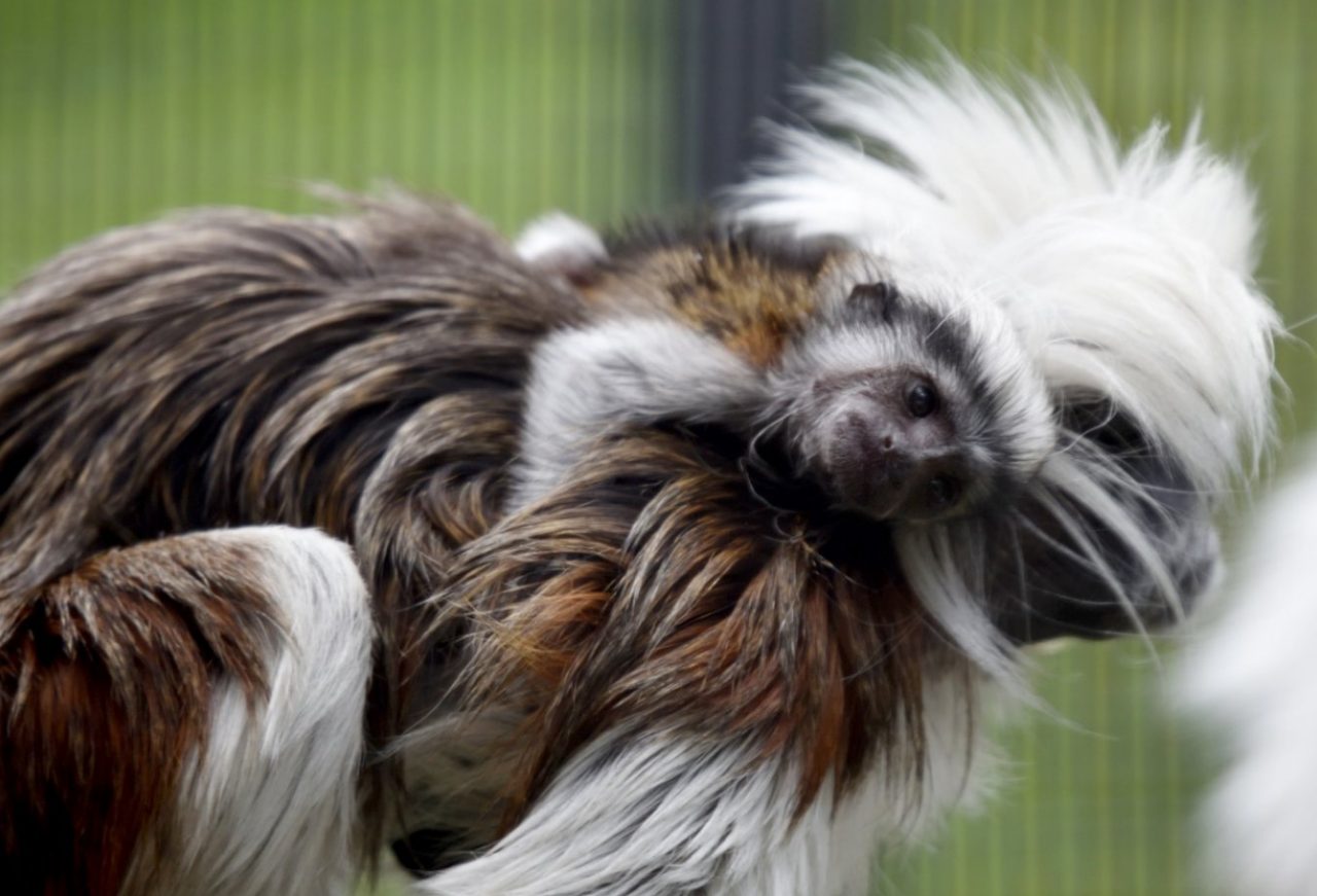 Parco Le Cornelle, una baby Tamarino e quattro nuove pinguine per salutare l’estate