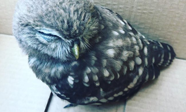 Giovane civetta salvata dai bambini della Sacra Famiglia di Martinengo