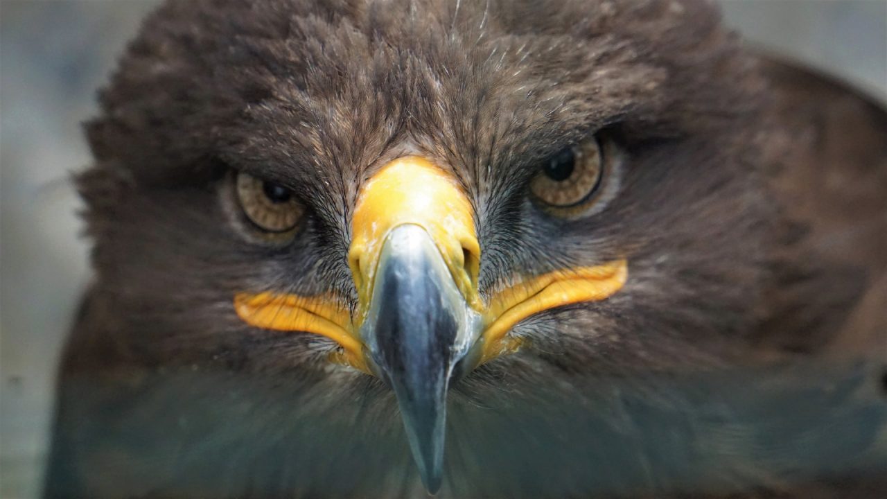 Aquila impigliata in una rete liberata in Val Gandino: il video