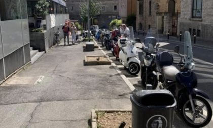 Taglio degli alberi in via Piccinini, l'assessore Marchesi: «Saranno sostituiti in autunno»