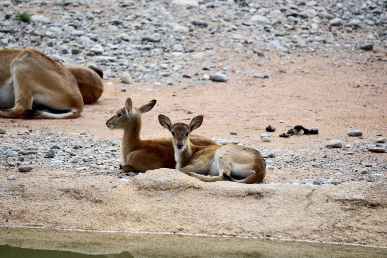 Al Parco Le Cornelle sono nati due piccoli di antilope africana
