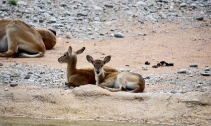 Al Parco Le Cornelle sono nati due piccoli di antilope africana