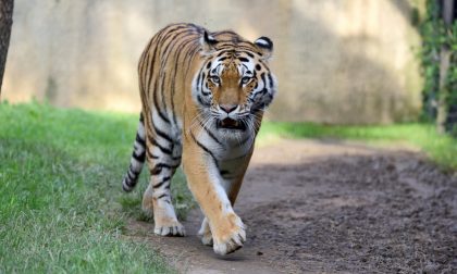 Gnu e tigri dell’Amur: nuovi arrivi al Parco Le Cornelle