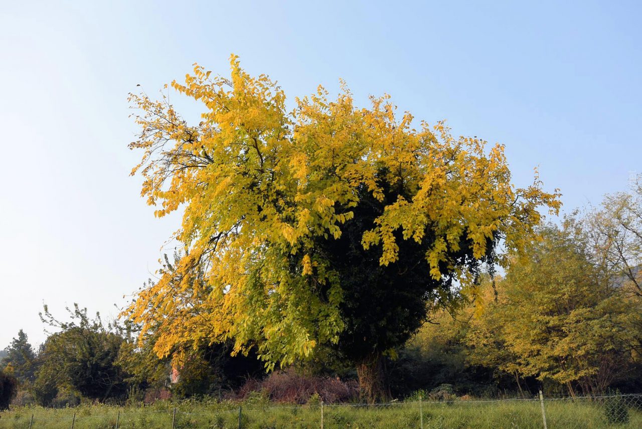 A Torre Boldone ancora proteste per il taglio degli alberi