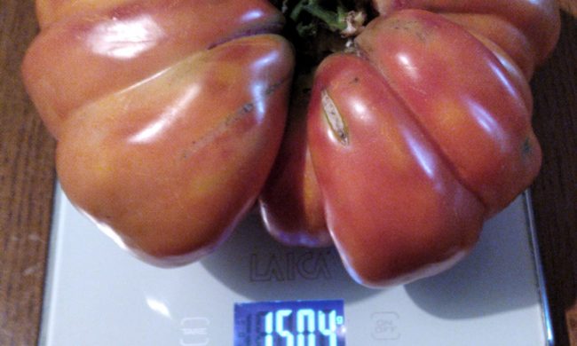 Sul Sebino è stato raccolto un pomodoro… da record: un cuore di bue da un chilo e mezzo