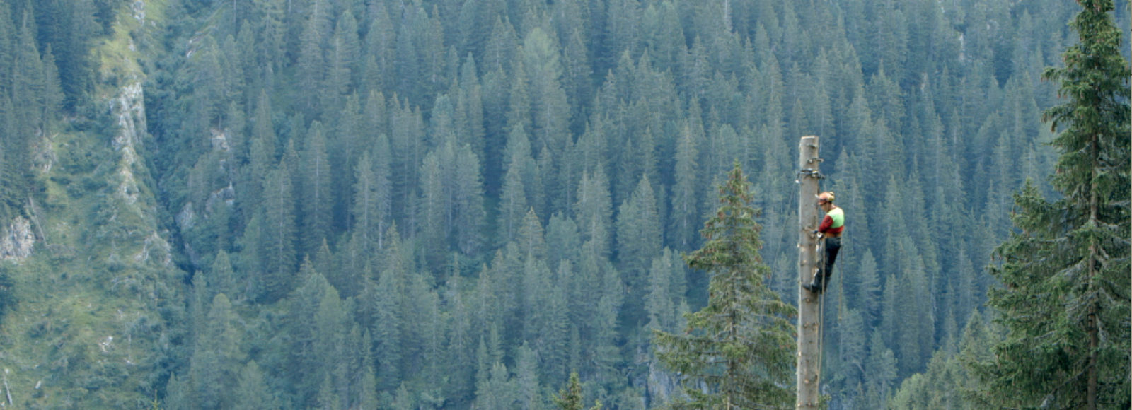 alberi che camminano