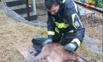 Cucciolo di cervo cade in un canale a Zogno, lo salvano i Vigili del Fuoco