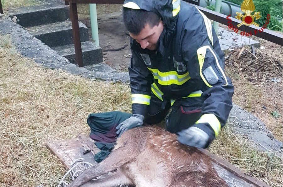 Cucciolo di cervo cade in un canale a Zogno, lo salvano i Vigili del Fuoco