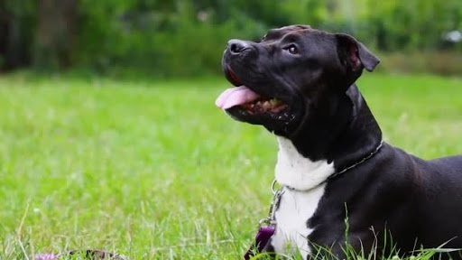 Amstaff ucciso a coltellate dopo una zuffa tra cani: «Un atto brutale»