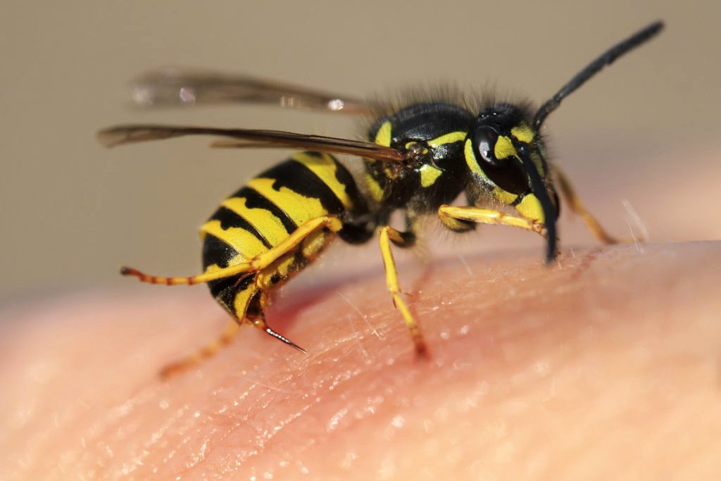 Reazione allergica alle punture di vespa a Mezzoldo: 54enne in ospedale