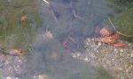Sversamento di liquami nel canale, moria di gamberi di fiume a Morengo