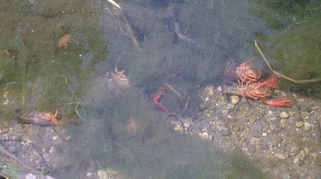 Sversamento di liquami nel canale, moria di gamberi di fiume a Morengo