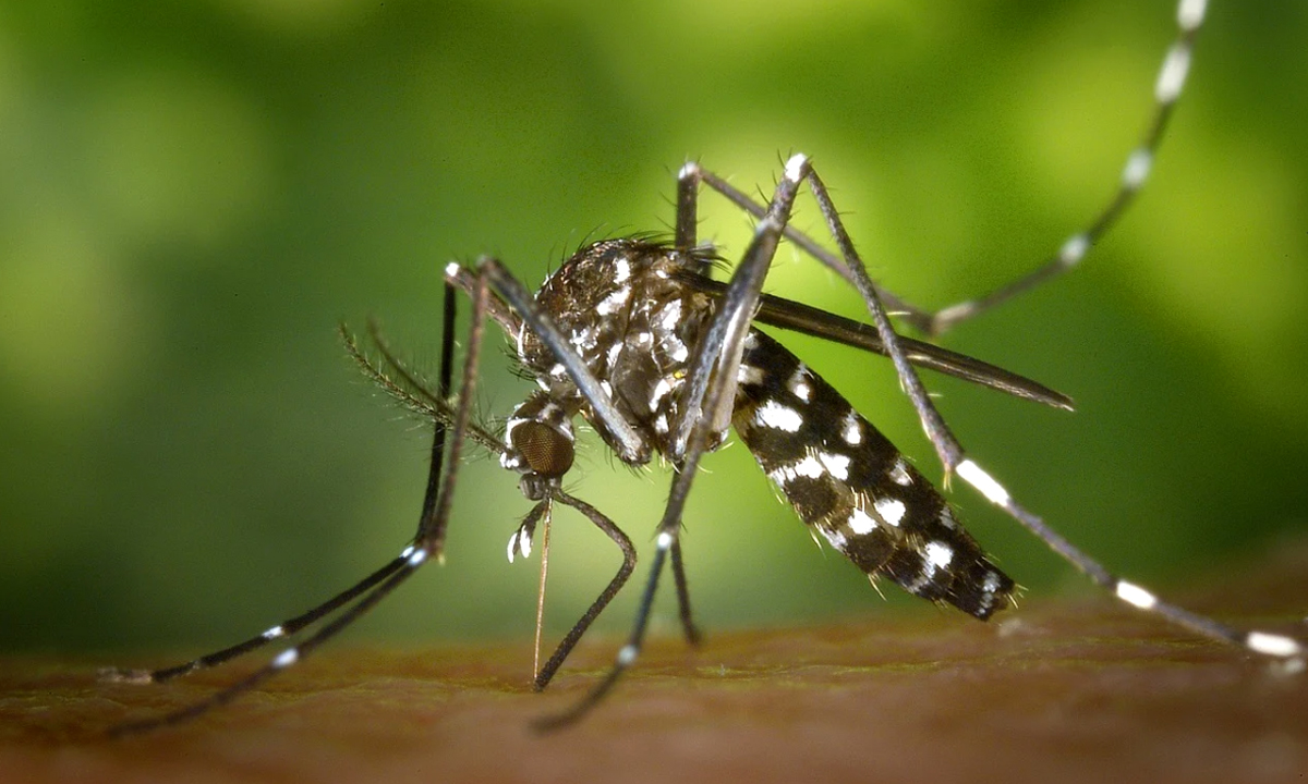 Disinfestazione di blatte e zanzare tigre, quadruplicate le vie trattate a Osio Sopra