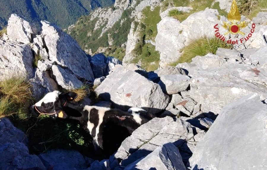 Due mucche cadono in un dirupo a Zorzone: una muore, l’altra salvata dall’elicottero