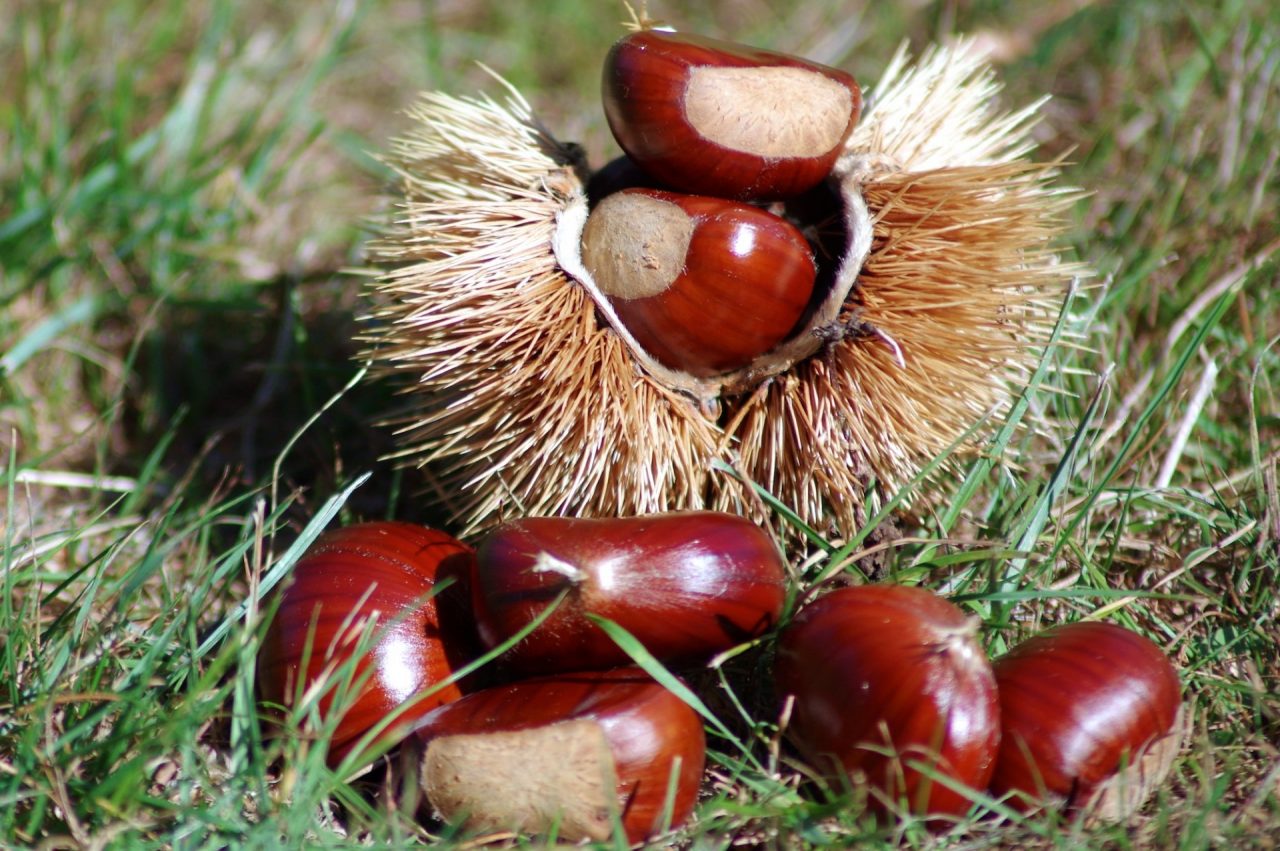 Il week-end nelle nostre valli: gli appuntamenti di sabato 26 e domenica 27 settembre 2020