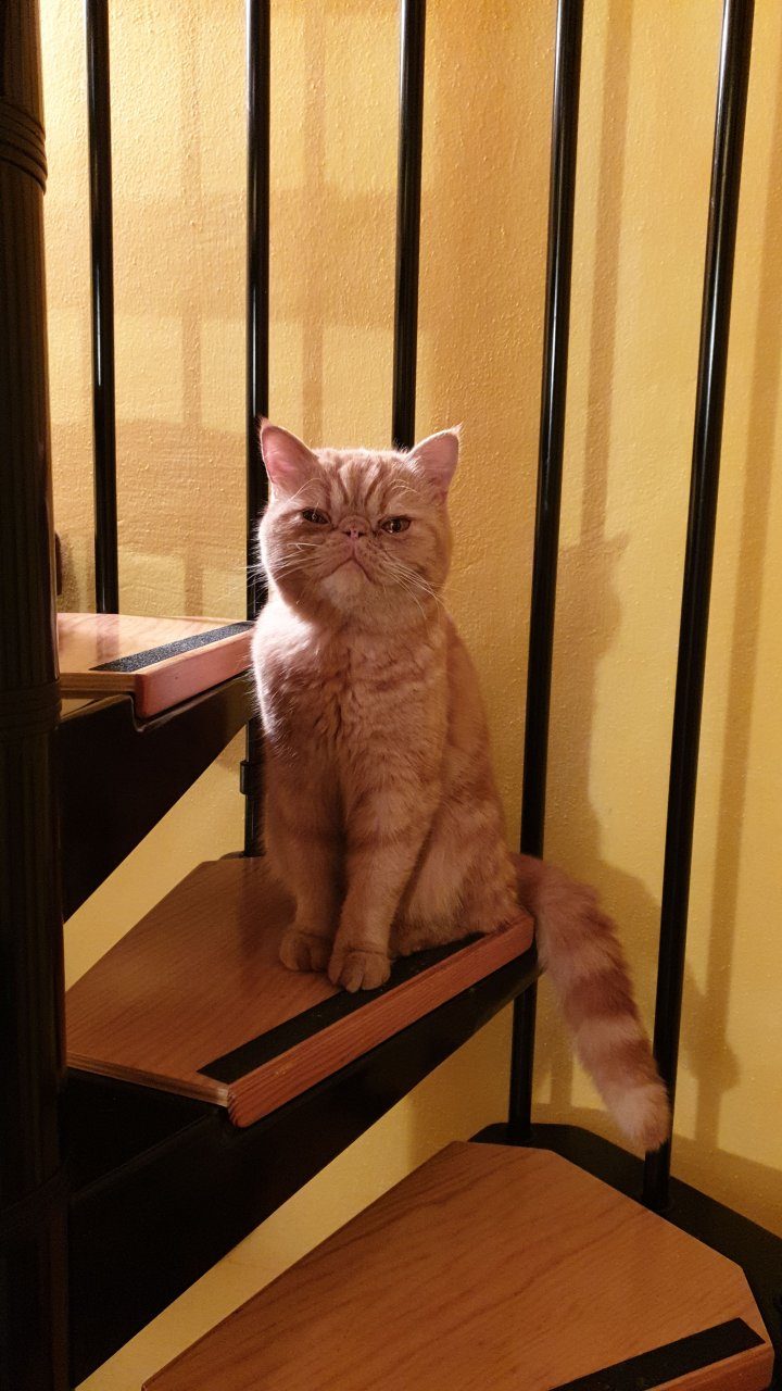 Gatto smarrito a Ranzanico, la padrona: «Sono disperata, chi lo ha visto mi contatti»