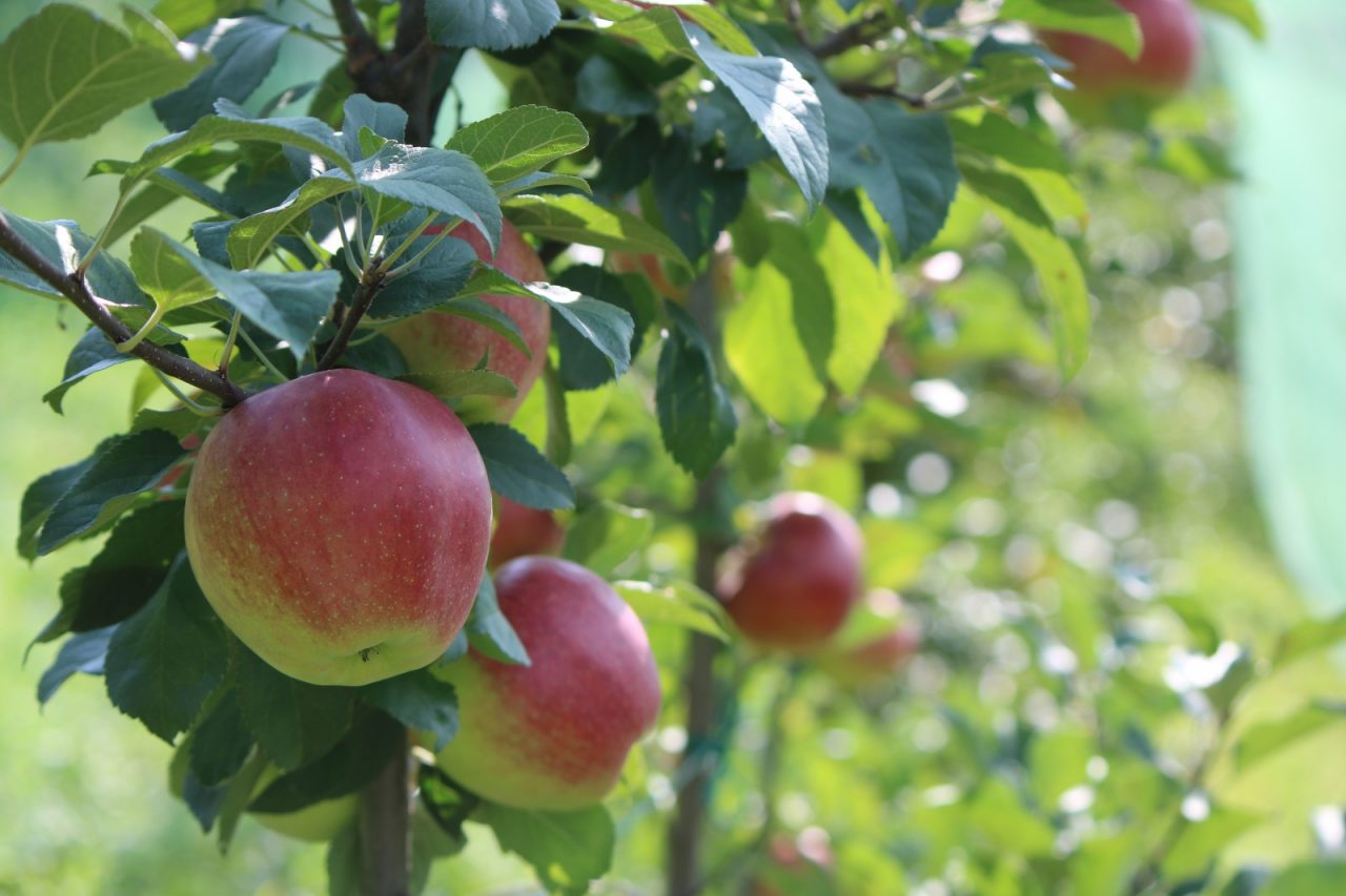 Le Mele Val Brembana sono buone e mature, val la pena provare (lo dicono anche i francesi)