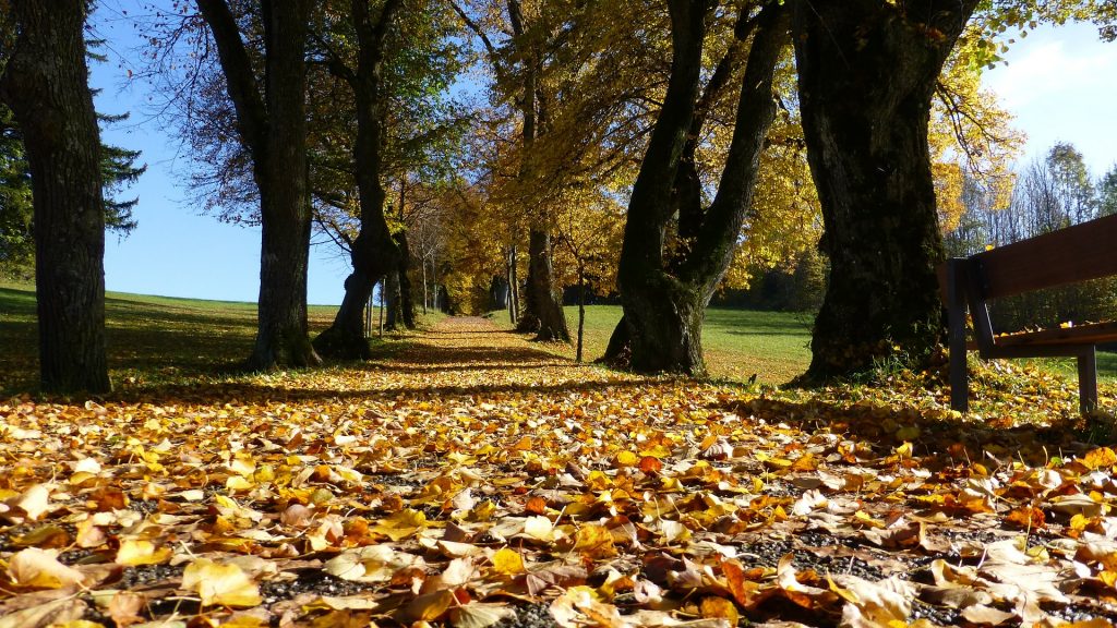 Dieci Frasi In Bergamasco Sull Autunno Prima Bergamo