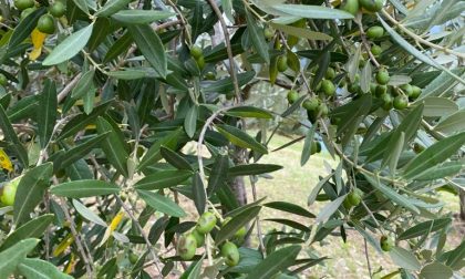 Danni record agli ulivi dell'Alto Sebino: «Perso l'ottanta per cento dei raccolti»