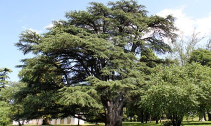 Su Google la mappa che geolocalizza gli alberi monumentali della Bergamasca