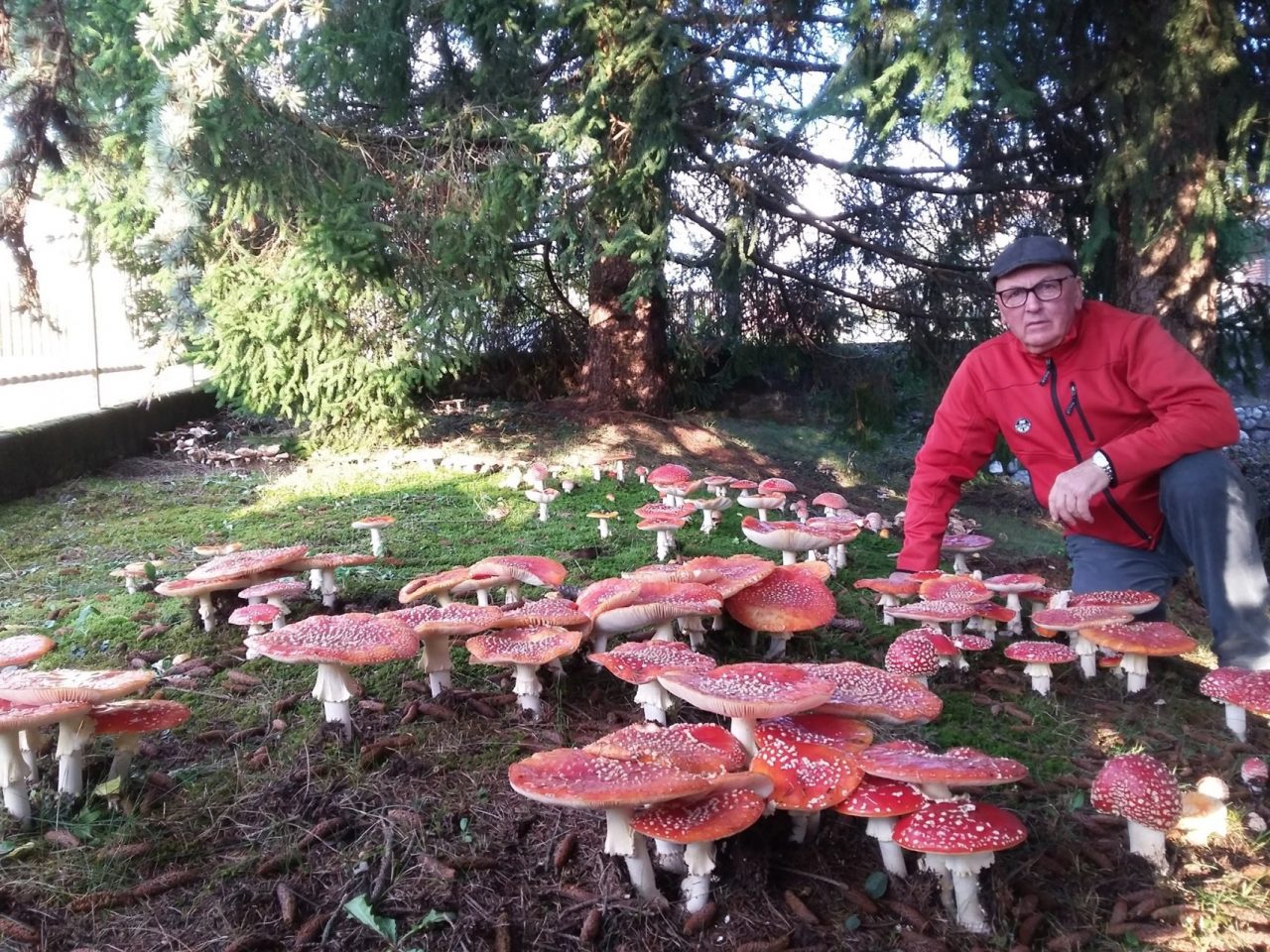 Come nelle fiabe: un tappeto di funghi in Valle Seriana. Lo spettacolo della natura