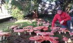 Come nelle fiabe: un tappeto di funghi in Valle Seriana. Lo spettacolo della natura