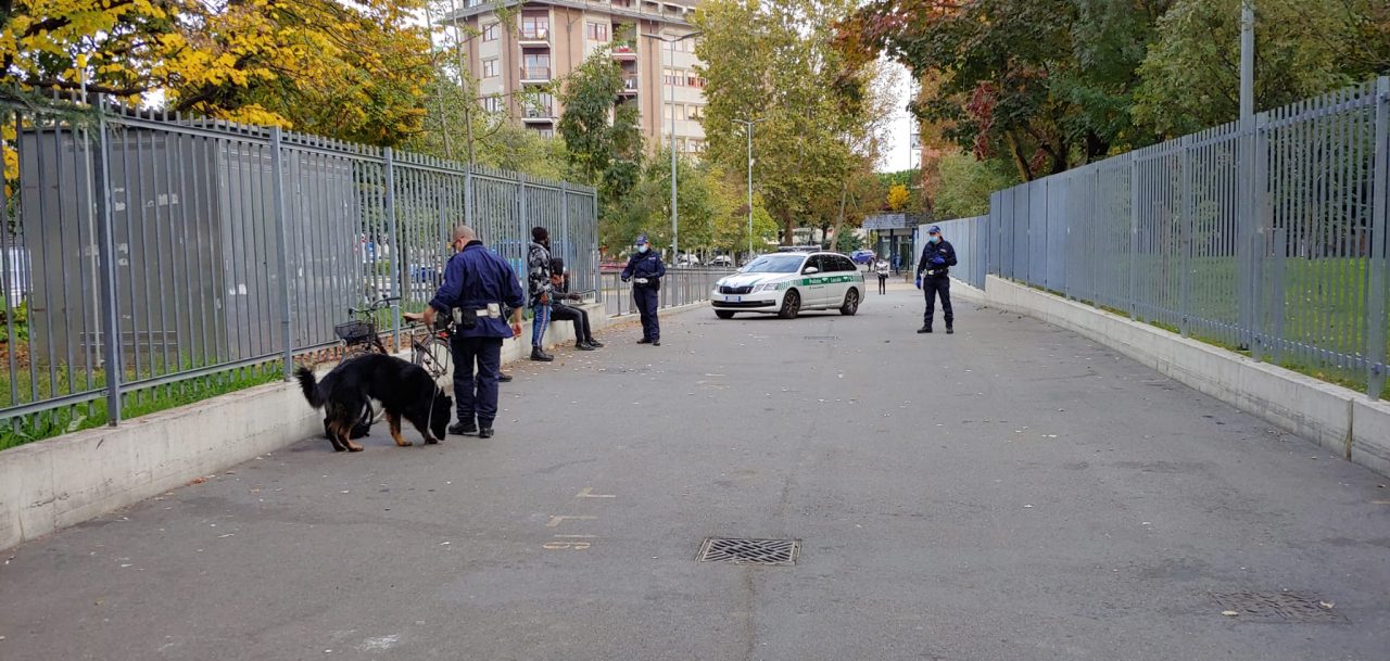 Tenai, primo cane della Polizia Locale di Bergamo, in azione contro lo spaccio