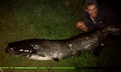 Il Parco Adda Nord dichiara guerra al pesce siluro. In campo (anzi, in acqua) pure i sub