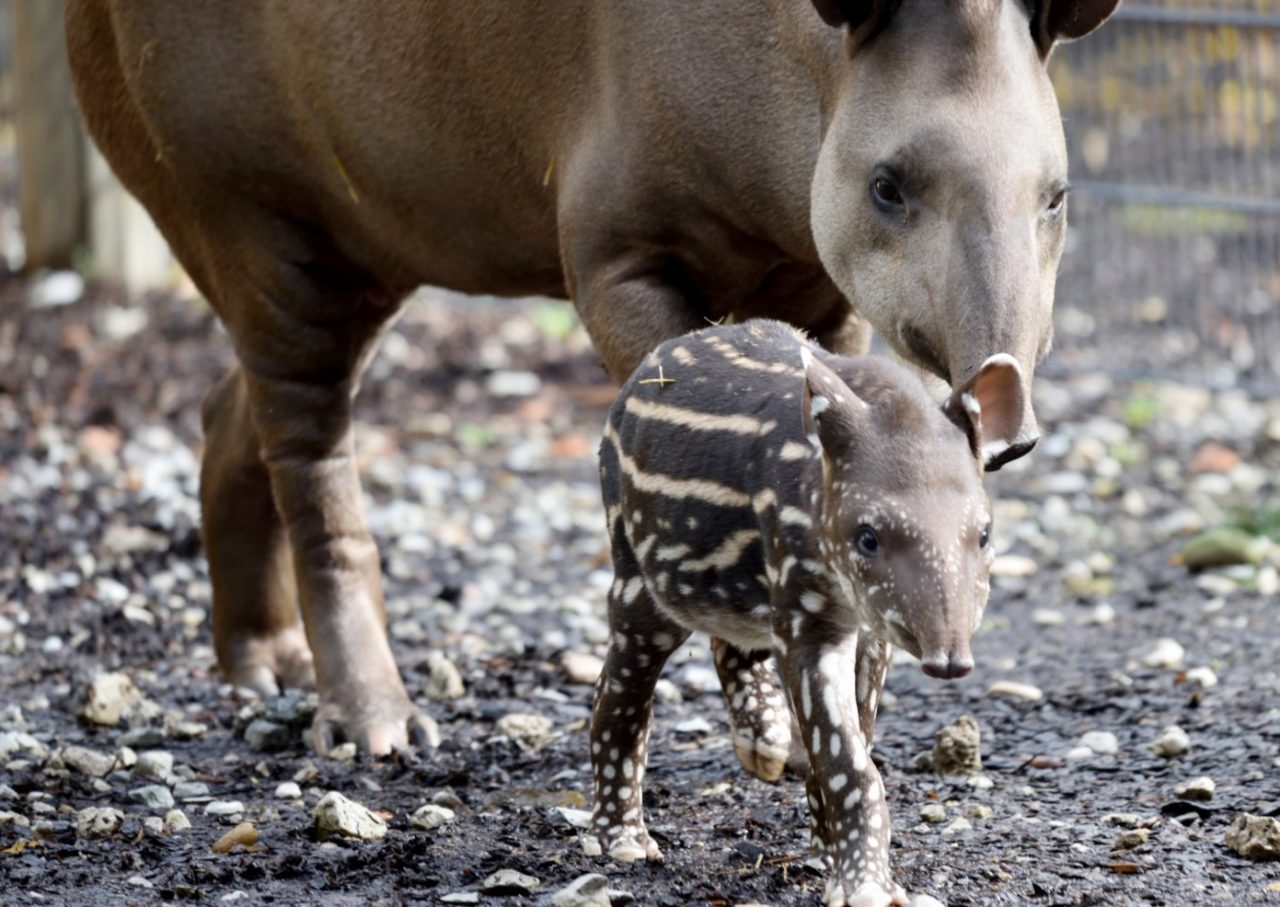 Nuovi cuccioli di tapiro e alpaca a Le Cornelle (e i nomi li decide il pubblico)
