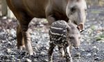 Nuovi cuccioli di tapiro e alpaca a Le Cornelle (e i nomi li decide il pubblico)