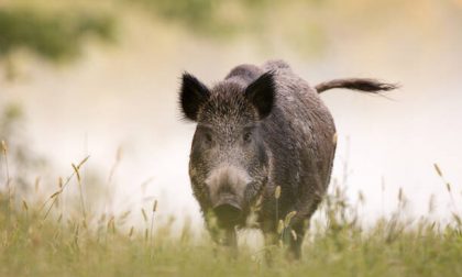 Avvistato un cinghiale nei campi di Cologno al Serio: è il primo caso nella Bassa