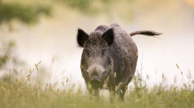 Avvistato un cinghiale nei campi di Cologno al Serio: è il primo caso nella Bassa