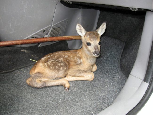 Wwf Valpredina: «Attenzione durante il taglio per il fieno, tre cuccioli di capriolo falciati in due giorni»