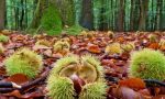 Dieci frasi in bergamasco sulle castagne