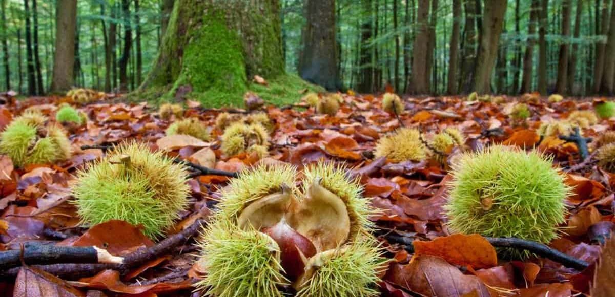 Dieci frasi in bergamasco sulle castagne