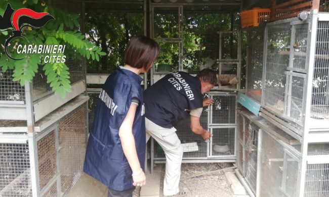Operazione “Pettirosso”: centinaia di uccelli protetti salvati e 106 bracconieri denunciati