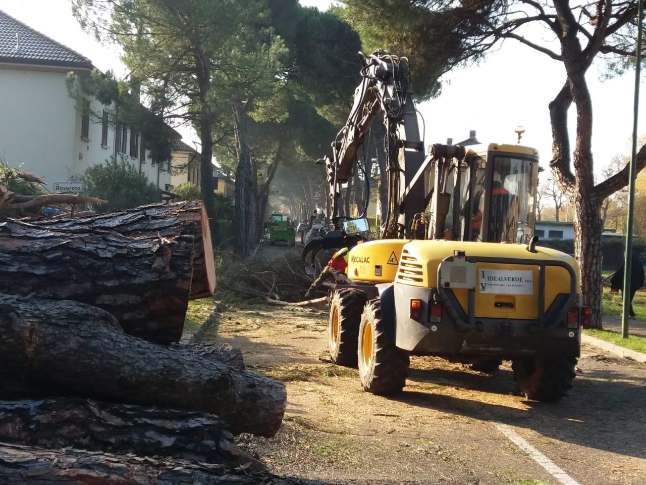 Tagliati 67 pini marittimi centenari. E a Dalmine si scatena la bagarre