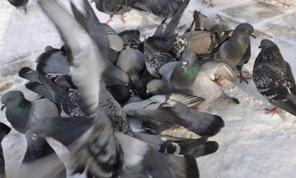 Da Scanzo a Seriate per dare da mangiare ai piccioni: 500 euro di multa a una donna