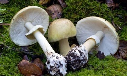 Anziana di 88 anni mangia per sbaglio un'amanita falloide. Salva grazie alle cure