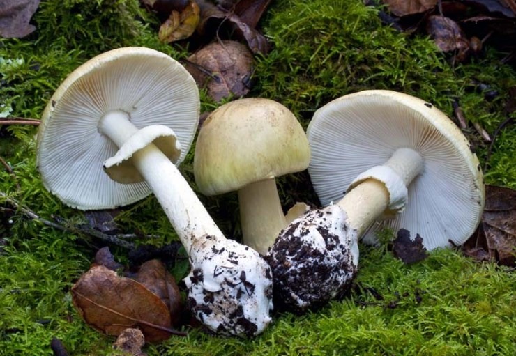 Anziana di 88 anni mangia per sbaglio un’amanita falloide. Salva grazie alle cure
