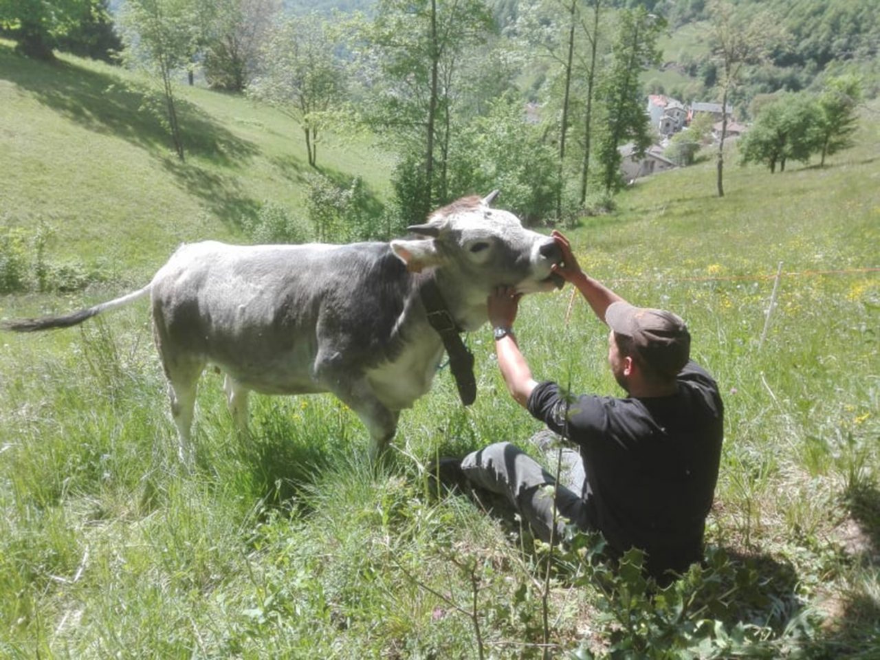 Francesco, l’addio alla fabbrica e il podere del nonno: «Allevo pecore e mucche. Sono felice»