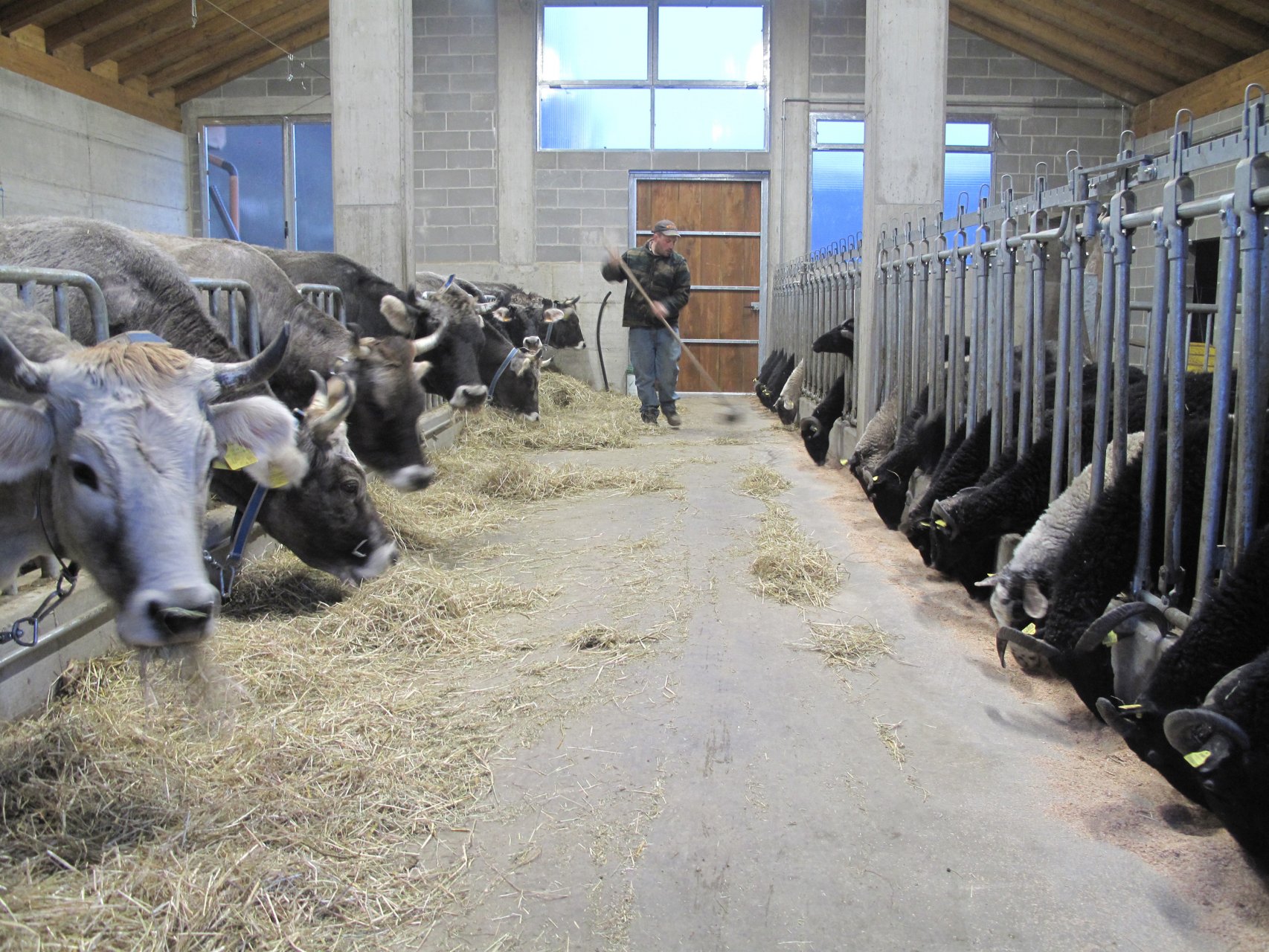 Francesco nlla sua nuova stalla dove alleva vacche grigio-alpine e pecore massesi