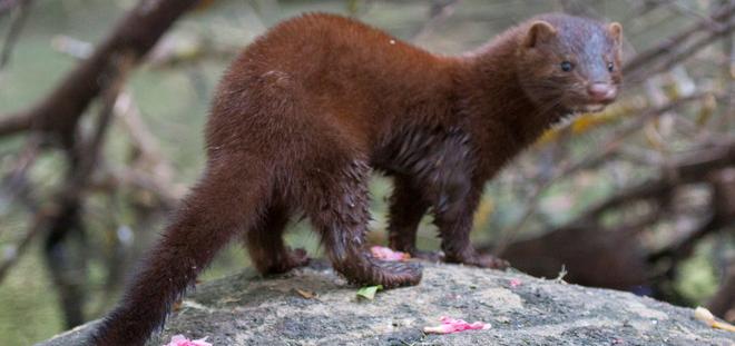 Casi di Covid tra i visoni: 30mila da abbattere in un allevamento a Capralba