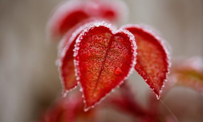 Tempo stabile e un po' nebbioso. Temperature ancora fredde | Meteo Weekend
