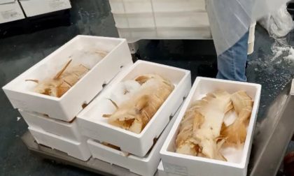 Dogana di Bergamo, fermate 11 tonnellate di calamari al cadmio